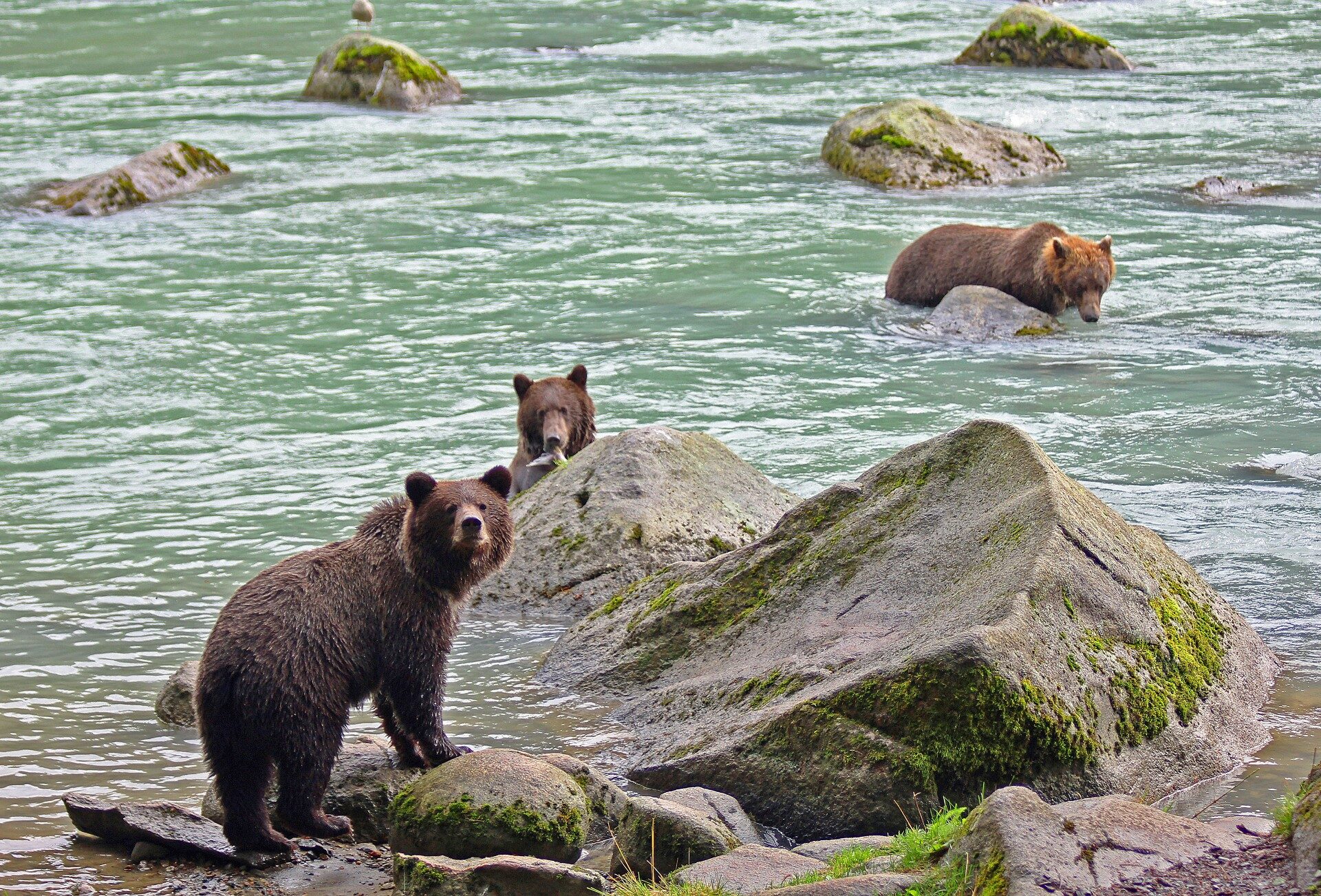 12 Best Places to See Bears in Alaska Celebrity Cruises