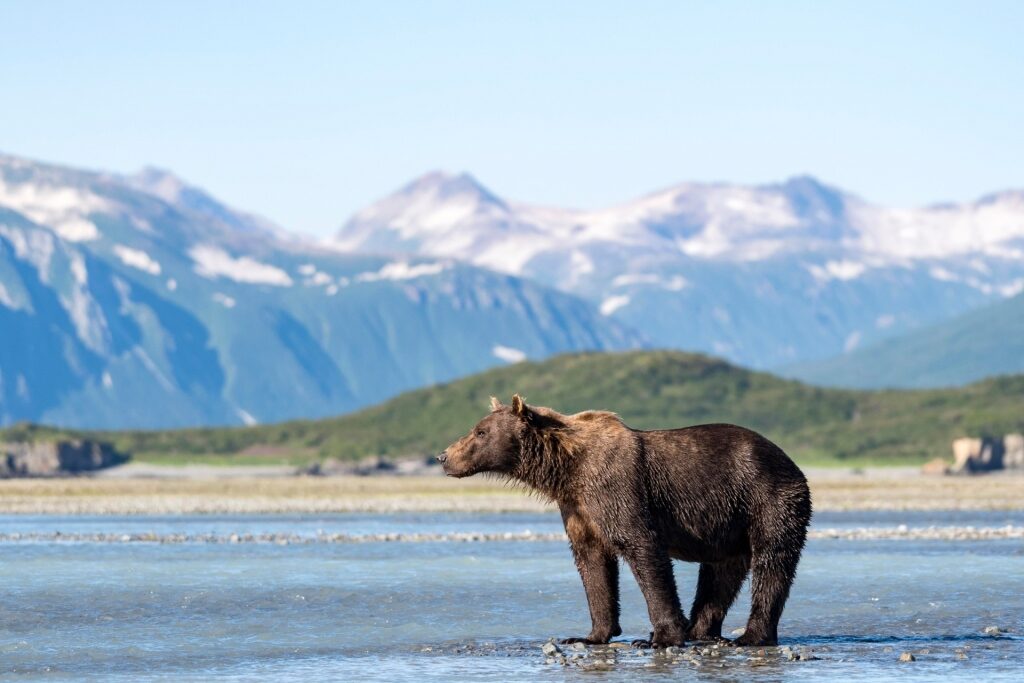 Bear in Katmai National Park & Preserve