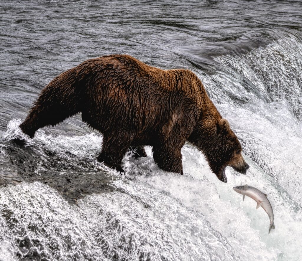 Katmai National Park, best place to see bears in Alaska