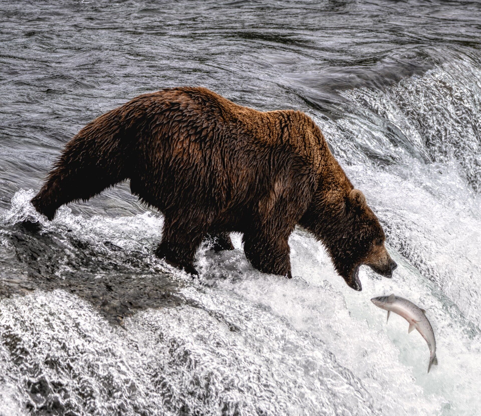 12 Best Places to See Bears in Alaska Celebrity Cruises