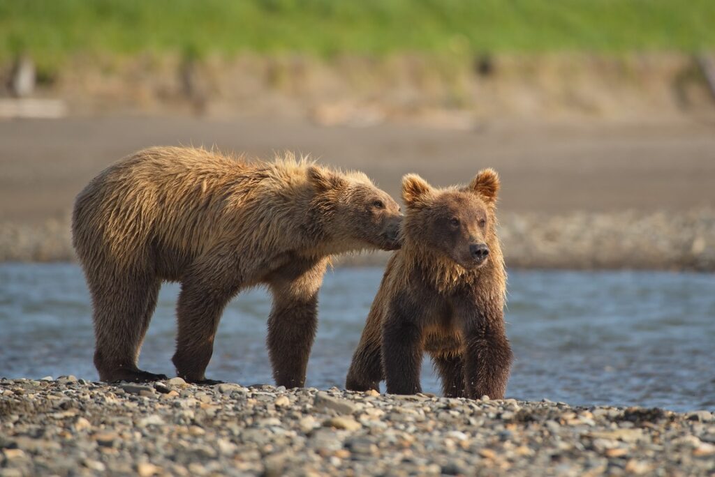 Bears in Kenai River, near Seward