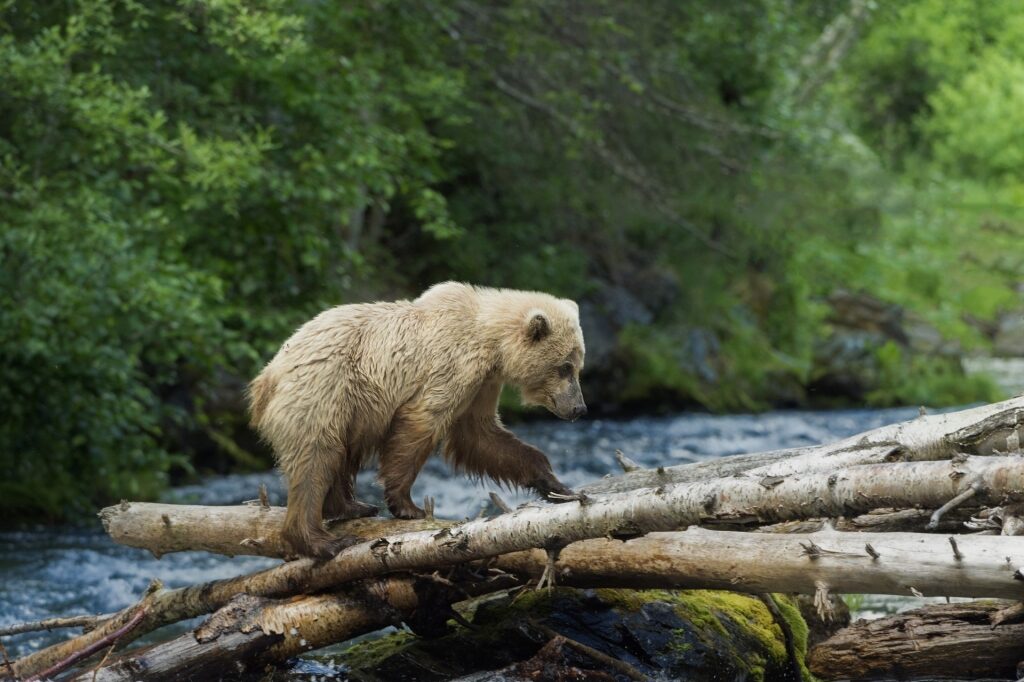 Bear spotted in Kenai River, near Seward