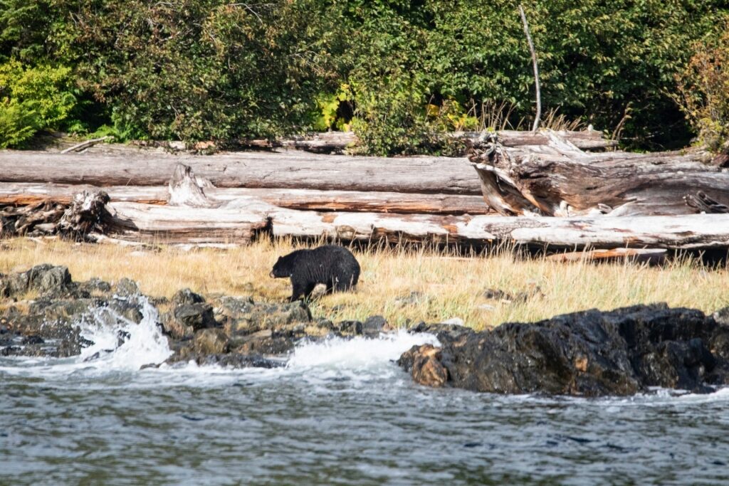 Bears spotted in Ketchikan