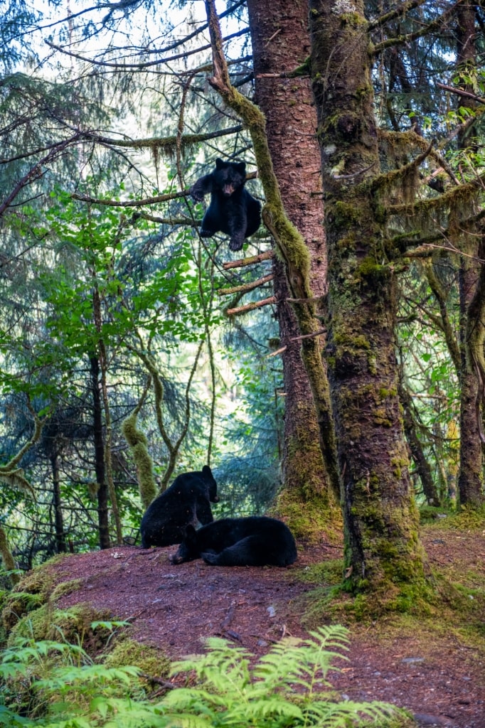 Mendenhall Glacier, best place to see bears in Alaska