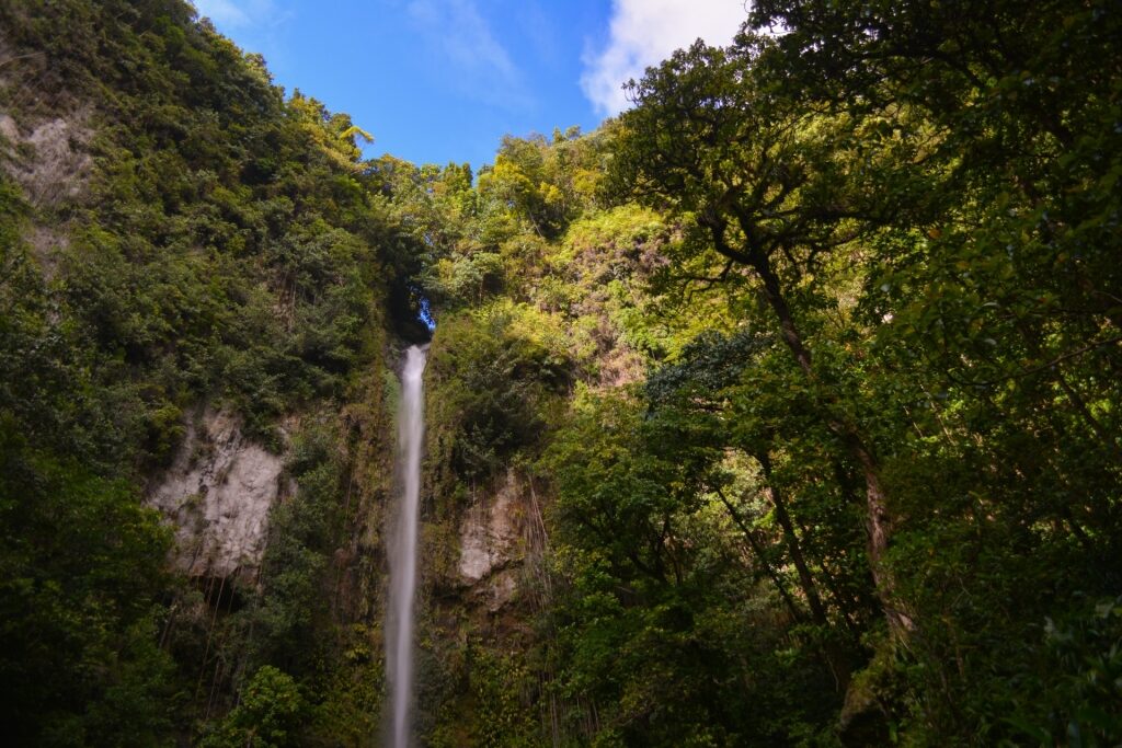 Greenery surrounding Middleham Falls, Dominica