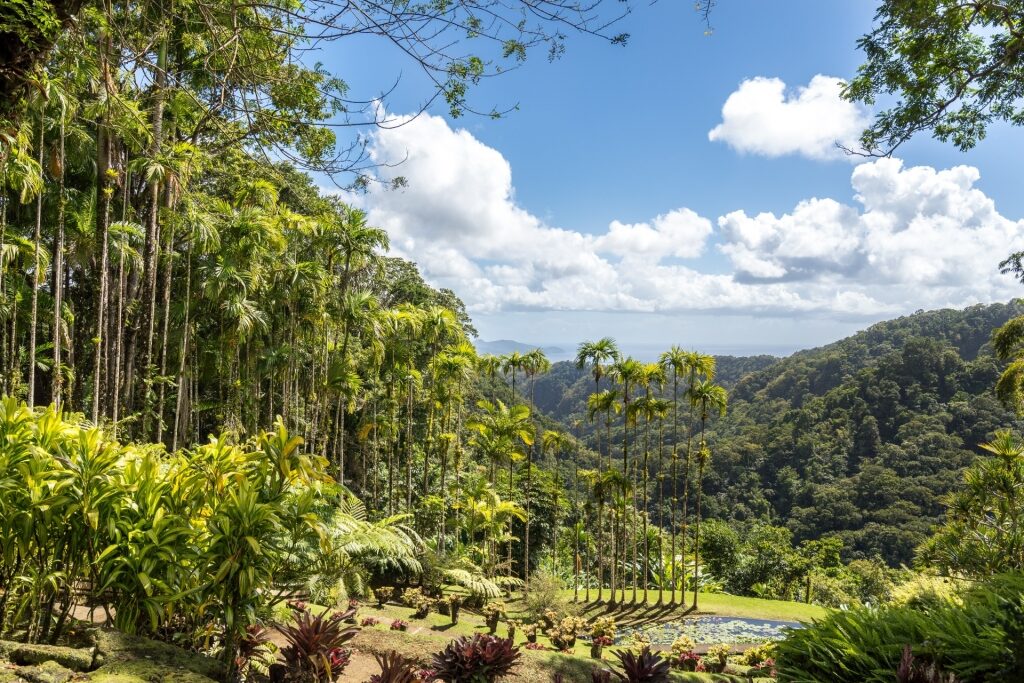 Lush landscape of the Garden of Balata, Martinique