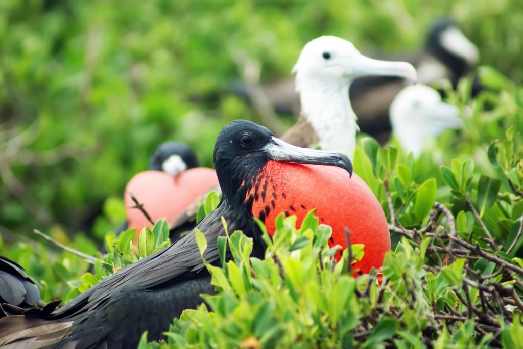 Frigatebird spotted in Antigua