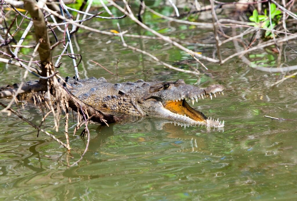 Crocodile spotted in Jamaica