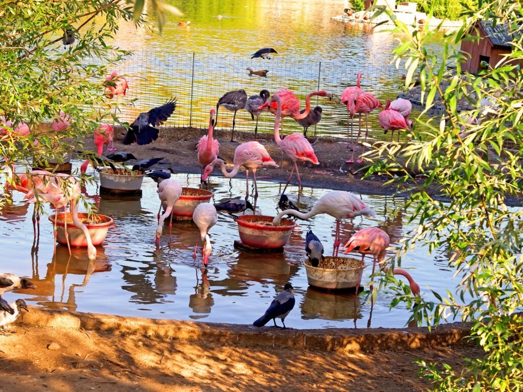 Flamingos in Ardastra Gardens