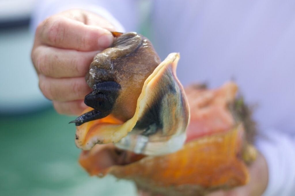 Person holding fresh conch