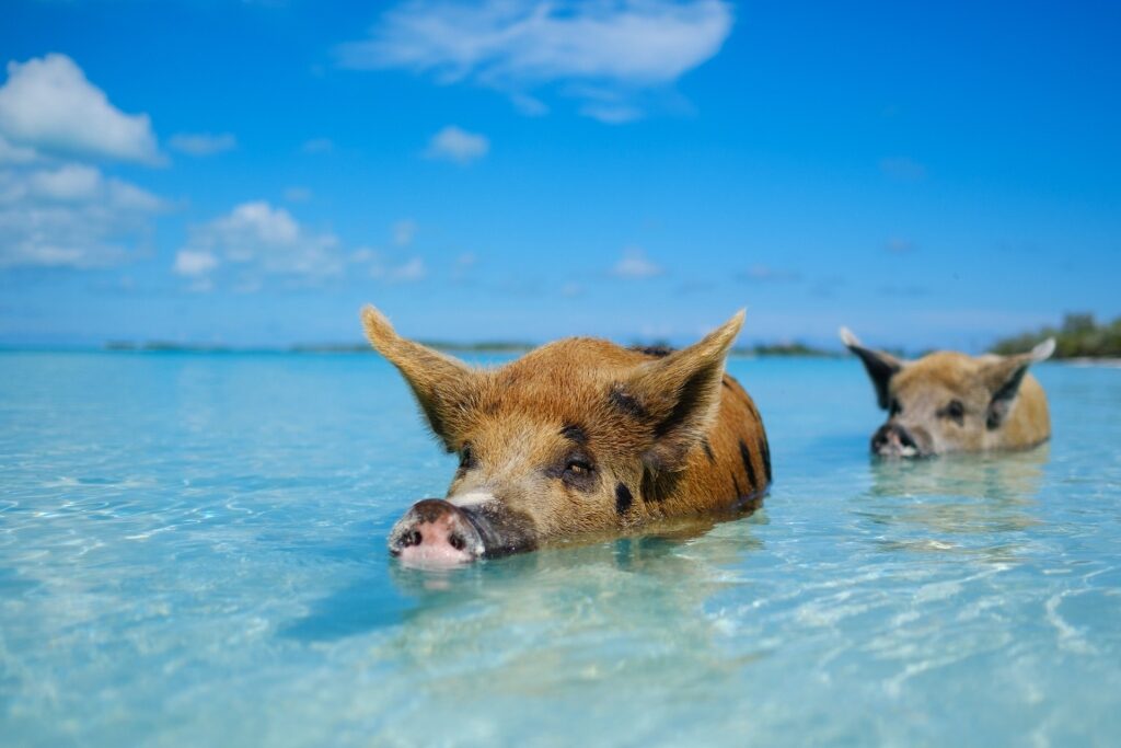 Pigs swimming at the beach in the Bahamas