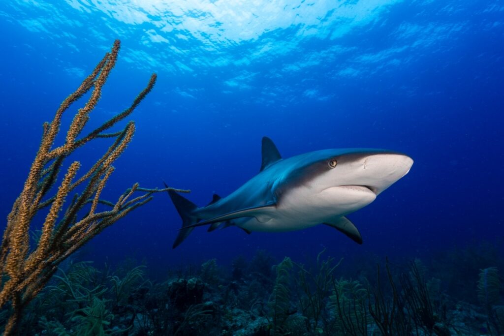 Reef shark in the Bahamas