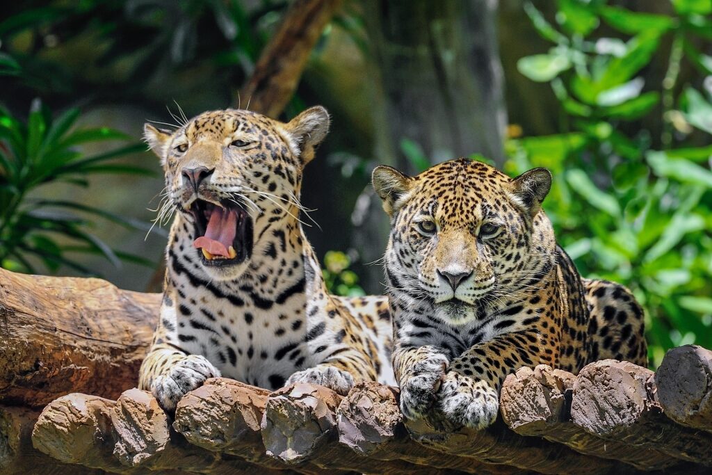 Jaguars in Belize Zoo