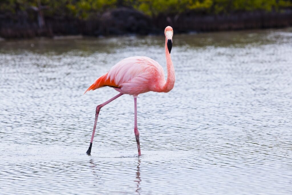 Flamingo spotted in the Galapagos