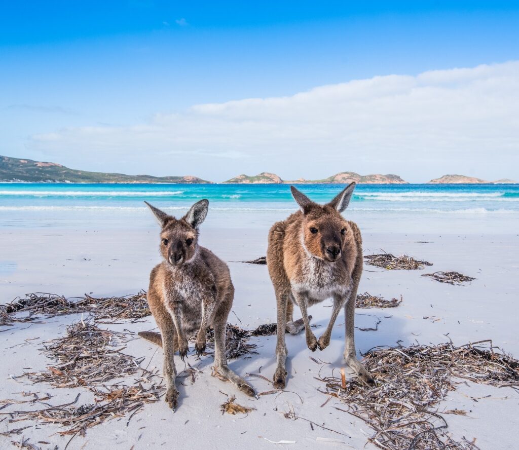 Kangaroos on a beach in Kangaroo Island, Australia