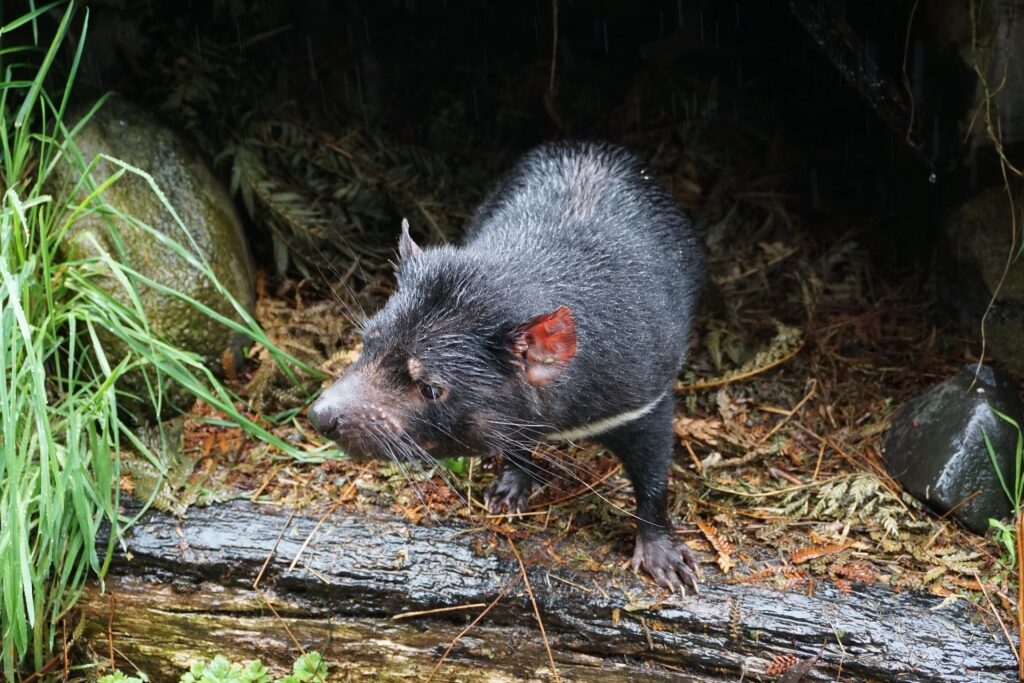 Tasmanian devil spotted in a zoo