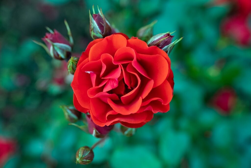 Rose at a garden