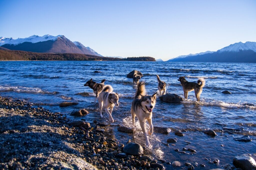 View of the huskies in Ushuaia