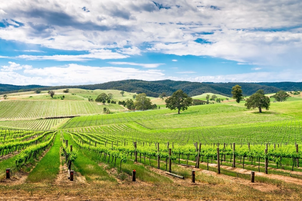 Lush landscape of Barossa Valley, Australia