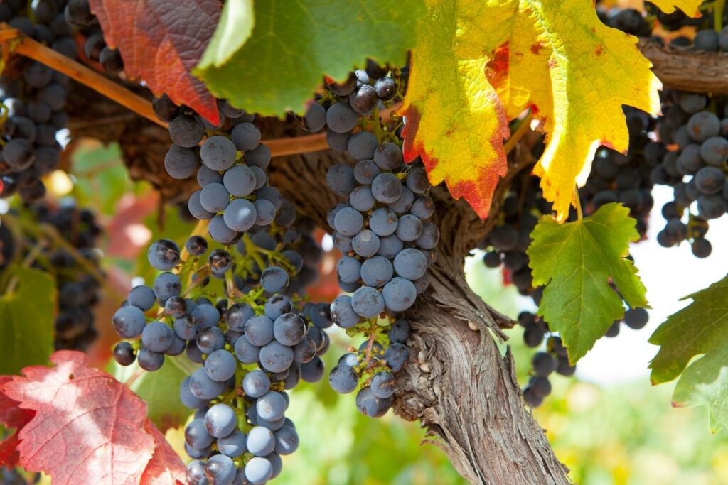Shiraz grape in Barossa Valley, Australia