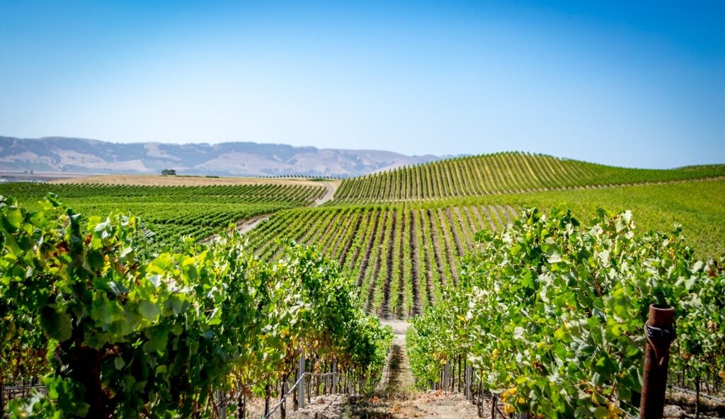 Napa Valley, California, best wine regions in the world