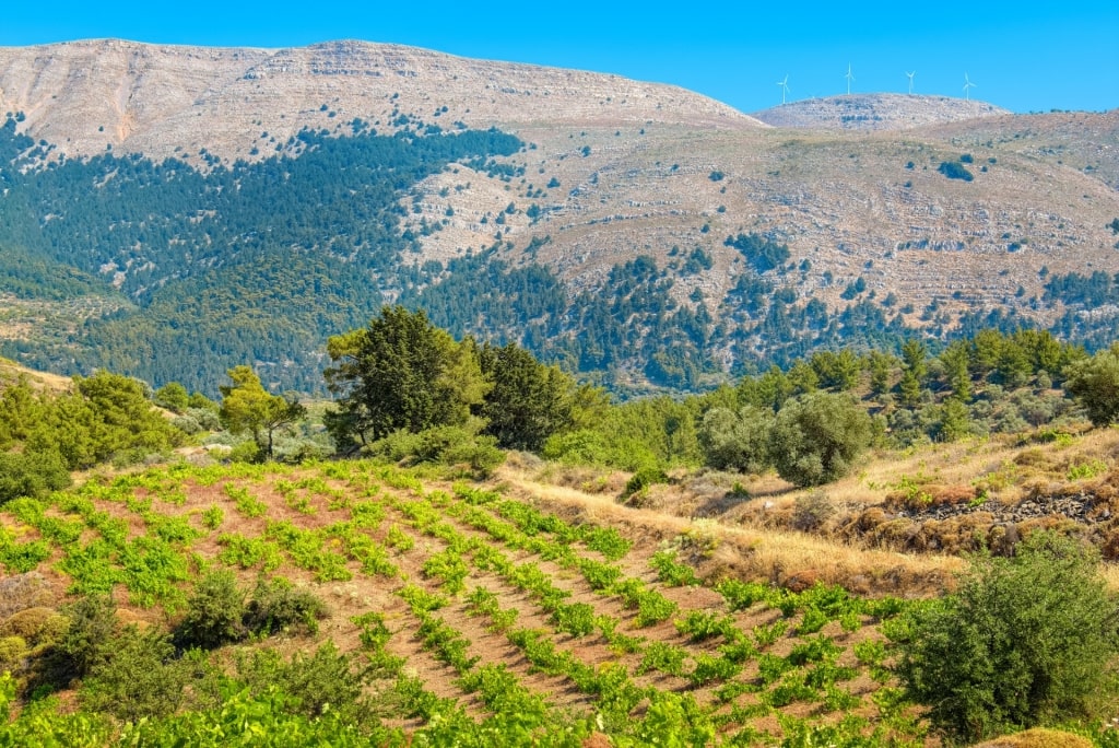 View of a vineyard in Rhodes, Greece