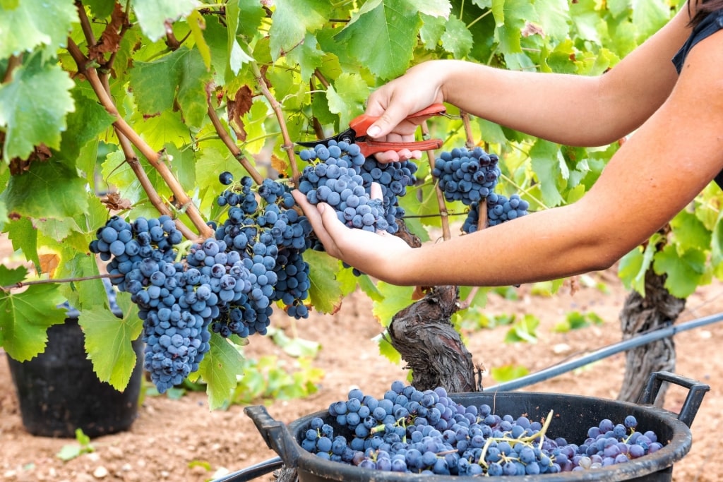 Picking cannonau in Sardinia, Italy