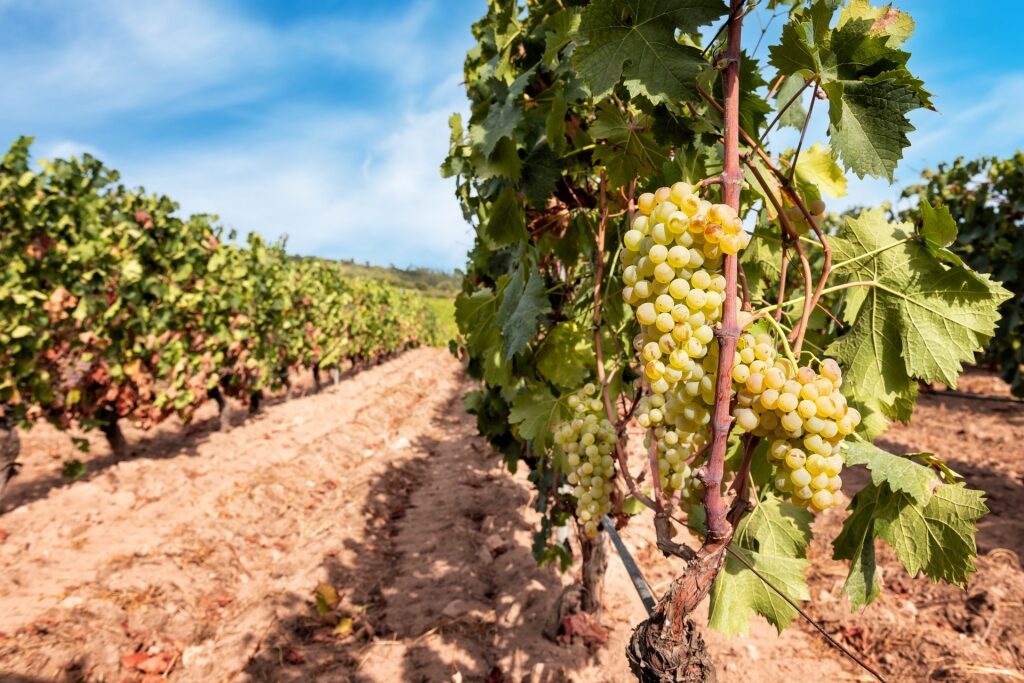 Vermentino grapes in Sardinia