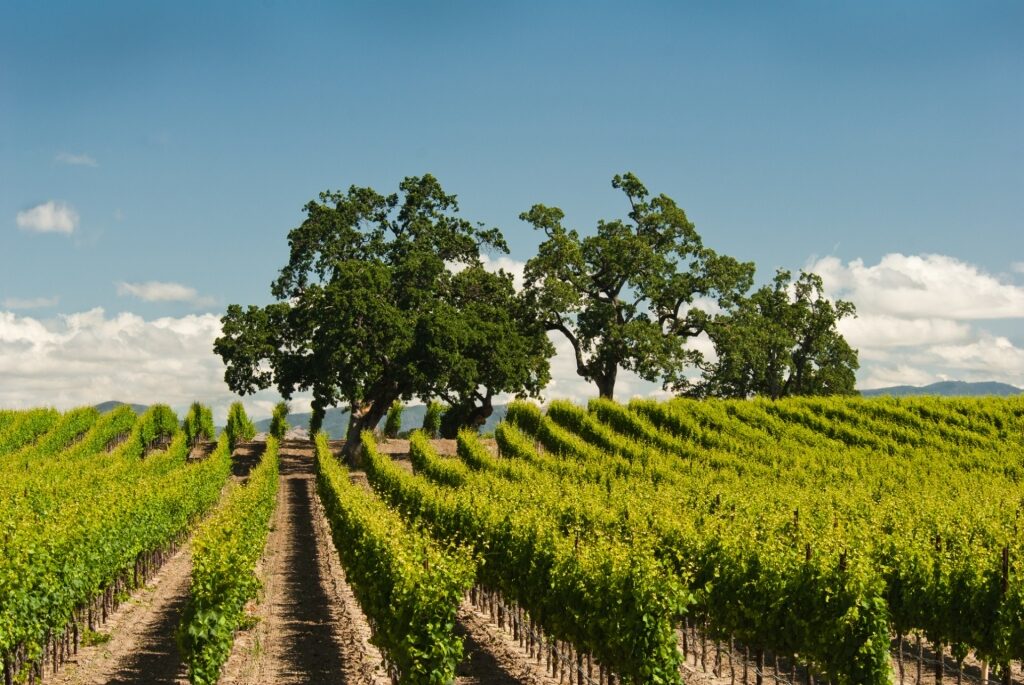 Lush landscape of a vineyard in Sonoma County, California