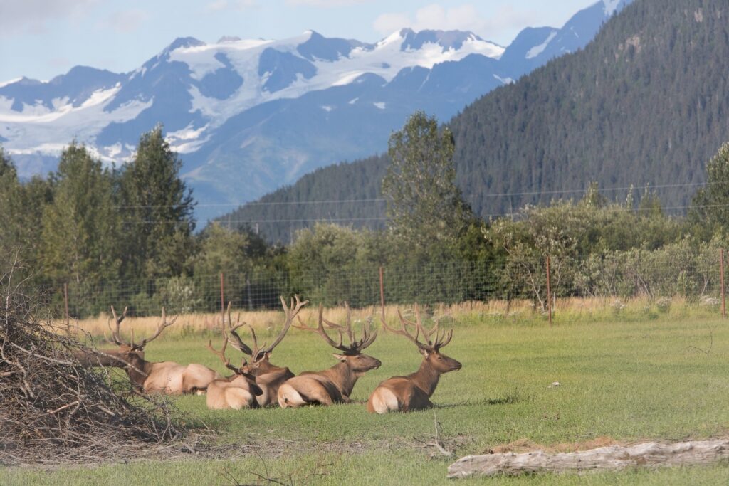 View of the Alaska Wildlife Conservation Center