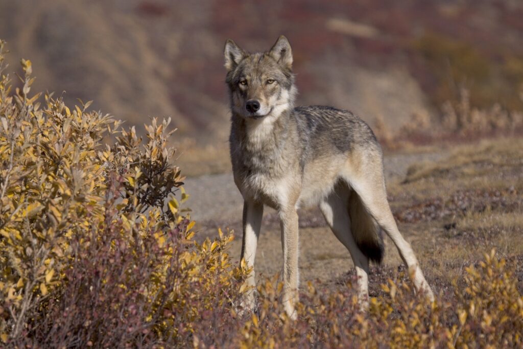 Gray wolf spotted in Denali National Park