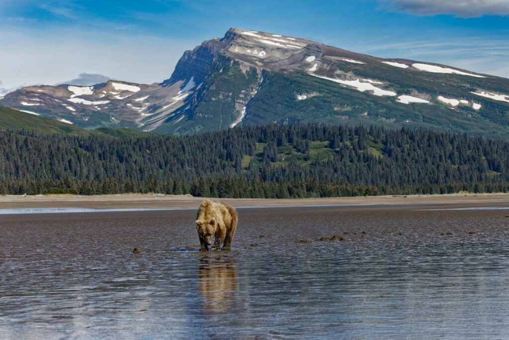 Bear spotted in Lake Clark National Park