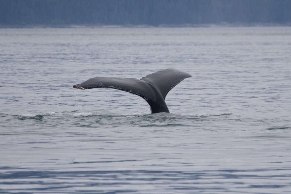 Humpback whale in Point Adolphus, Icy Strait