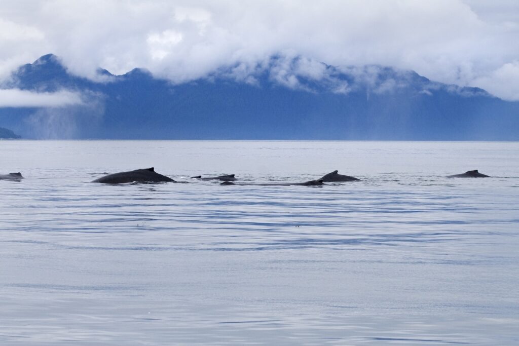 Humpback whales in Point Adolphus, Icy Strait Point