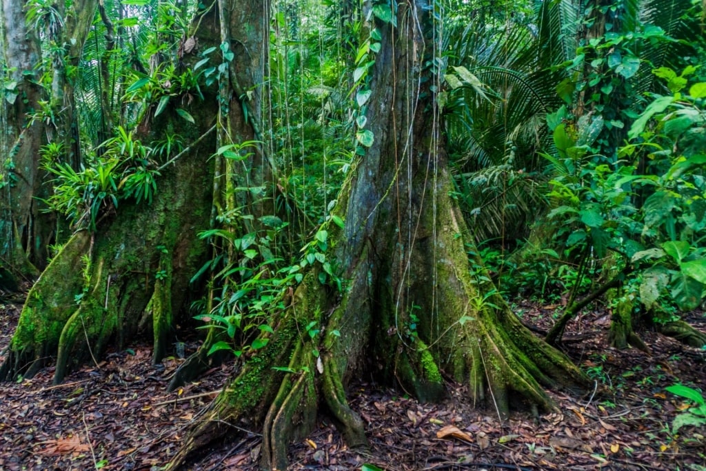 View while hiking in Cockscomb Basin Wildlife Sanctuary, Belize