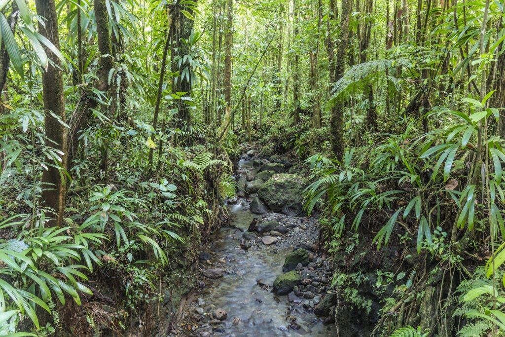 Lush landscape of Morne Diablotin National Park, Dominica