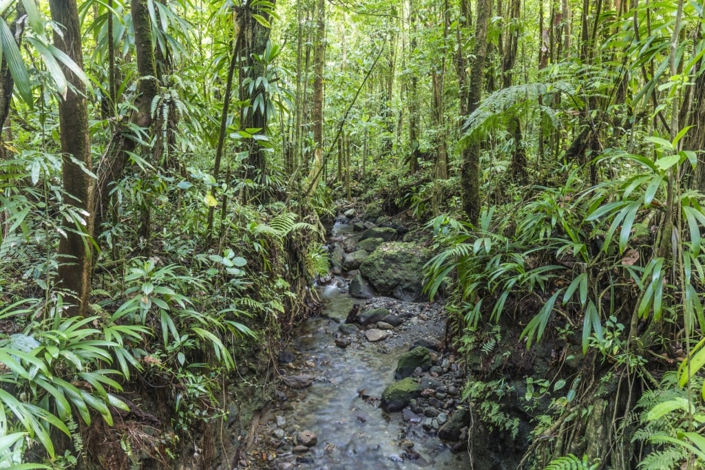 Lush landscape of Morne Diablotin National Park, Dominica