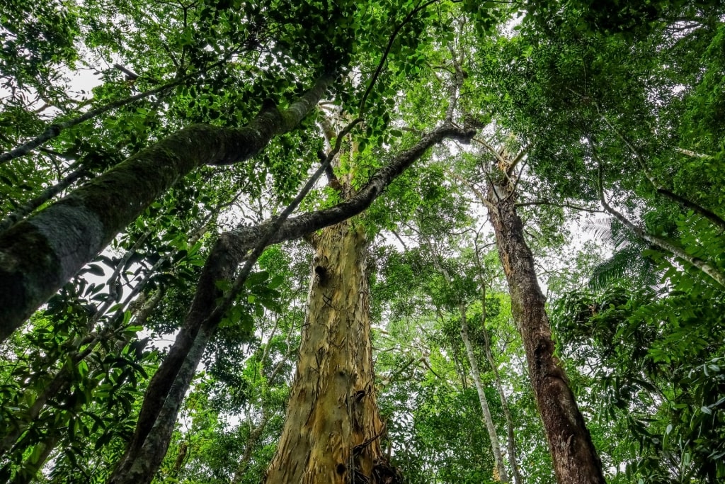 Lush landscape of Tijuca National Park, Brazil