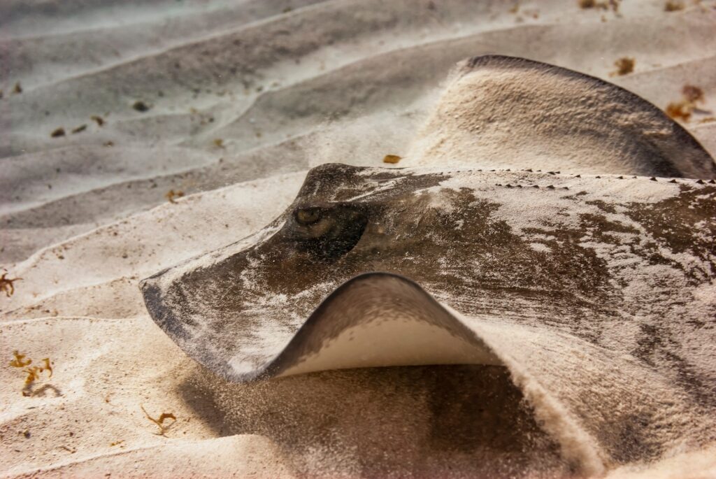 Stingray spotted moving across the sand