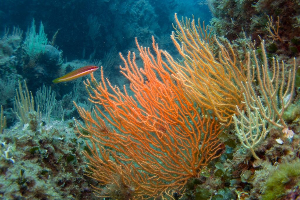 Colorful corals in Portofino Marine Reserve