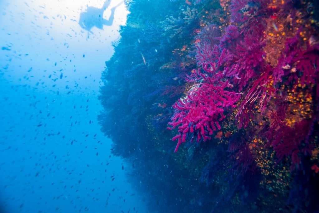 Man snorkeling in Portofino Marine Reserve