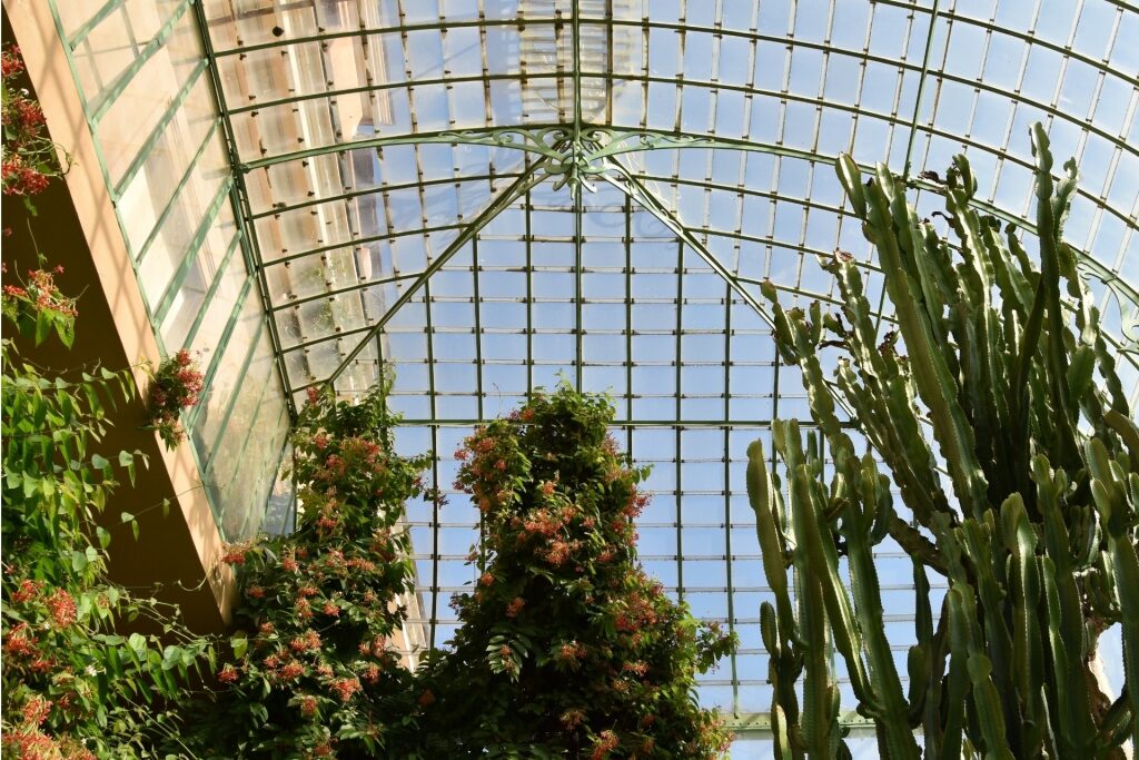 Cactus inside Orto Botanico di Roma