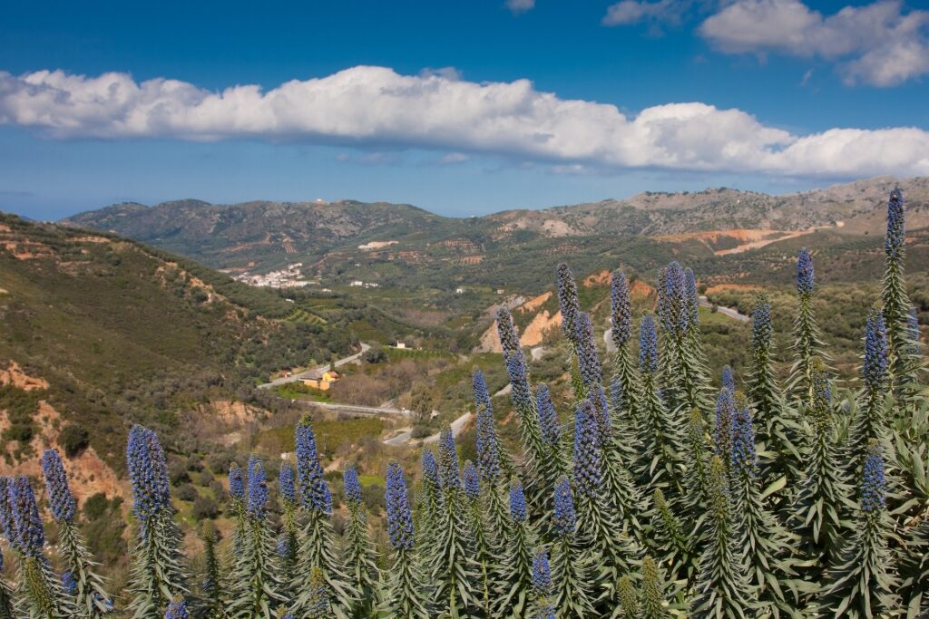 Lush landscape of the Botanical Park & Gardens Of Crete