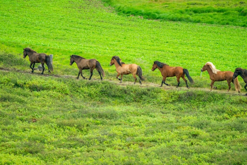 Icelandic horses in Akureyri