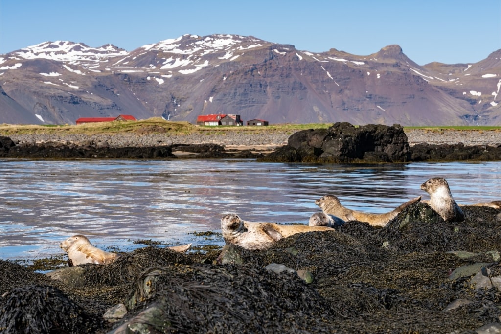 Seals resting along Ytri Tunga Beach