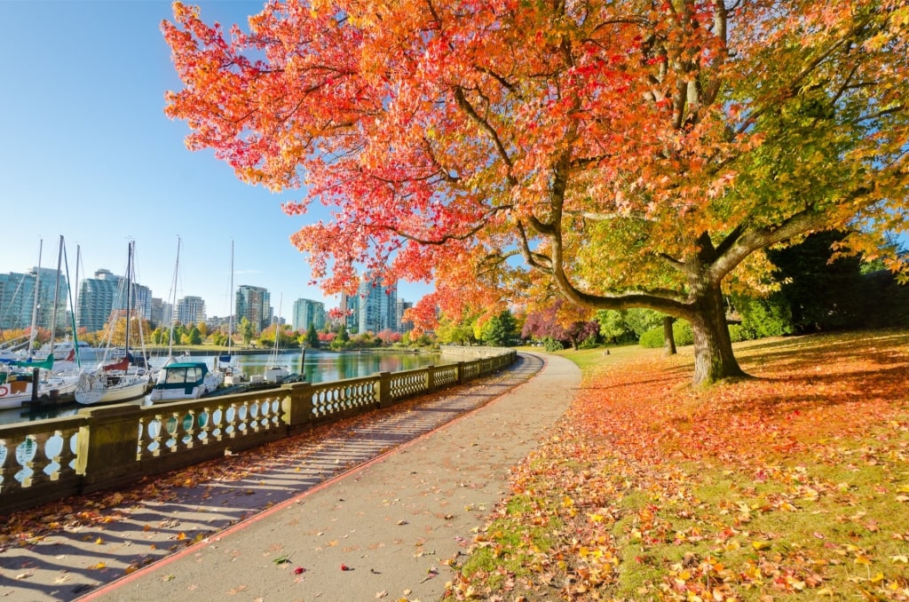 Pretty fall colors in Stanley Park, Vancouver