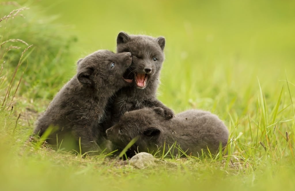 Arctic fox playing in Iceland