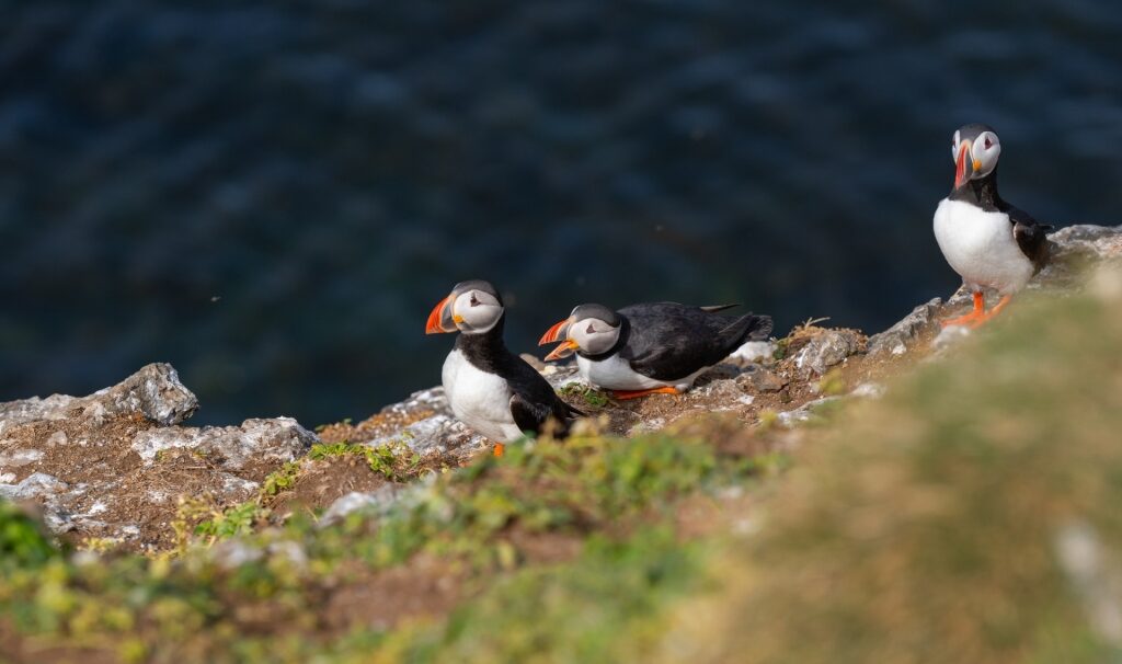 Puffins spotted in Iceland