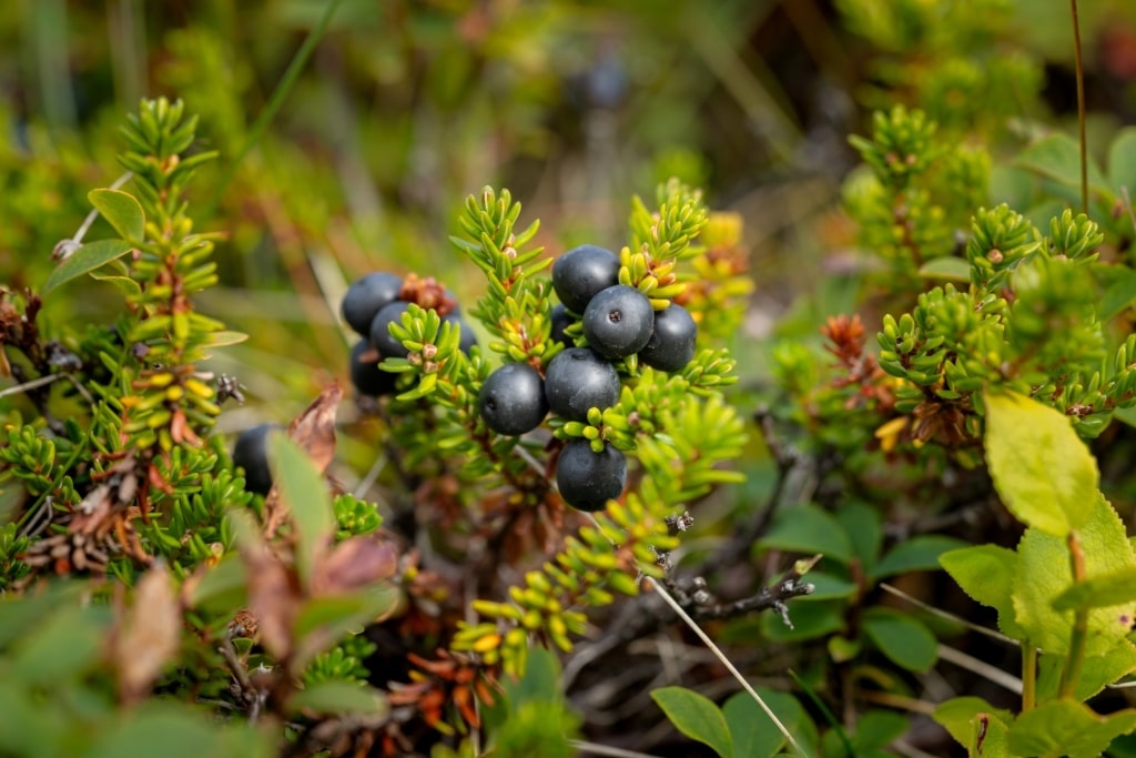 Crowberries spotted in Iceland