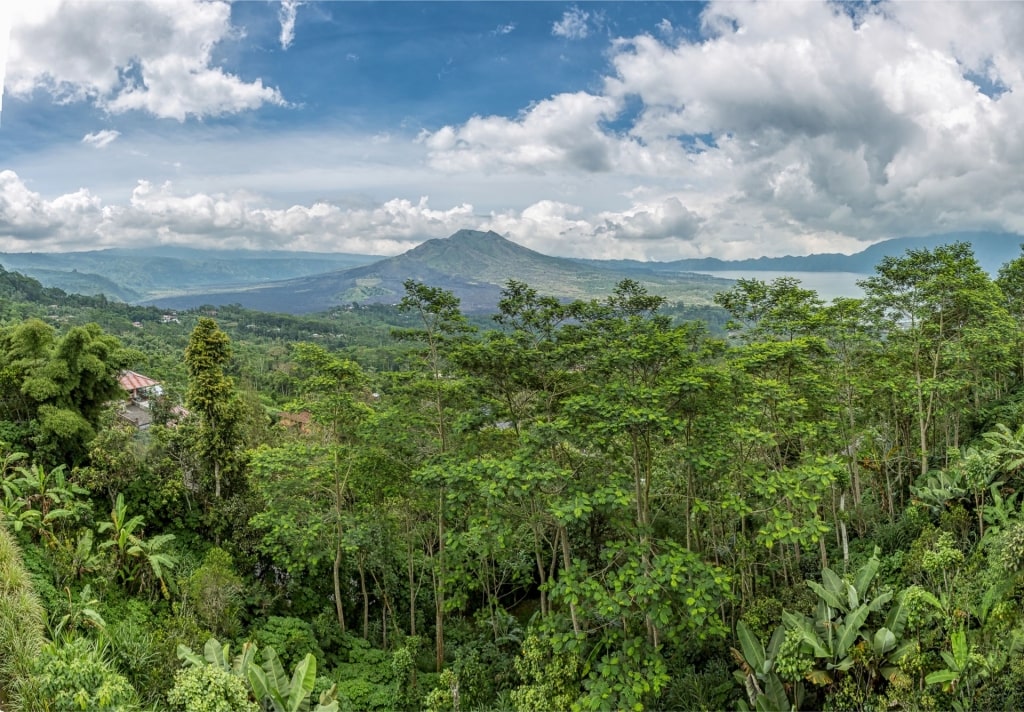 Lush landscape of Bali, Indonesia